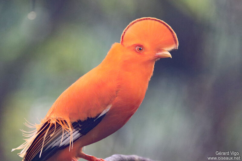 Coq-de-roche orange mâle adulte