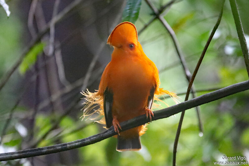 Coq-de-roche orange mâle adulte