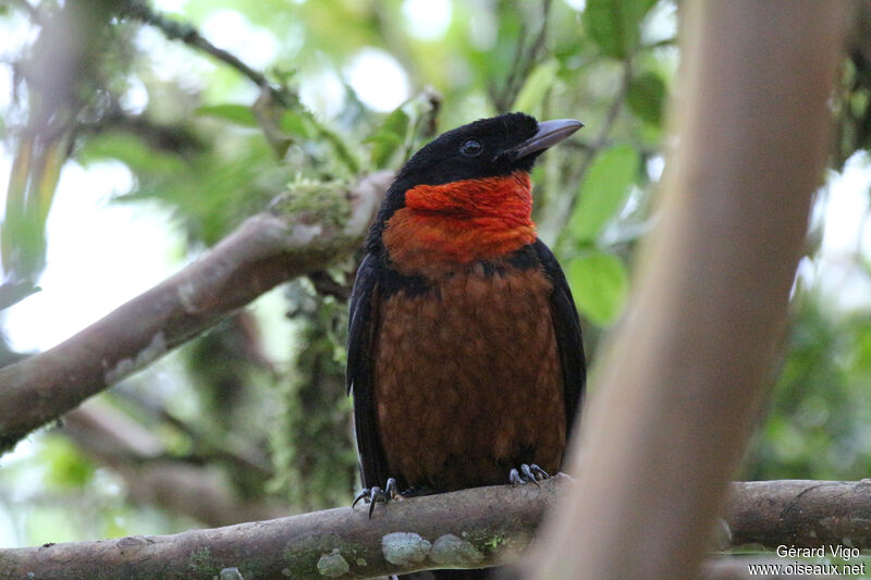 Red-ruffed Fruitcrowadult