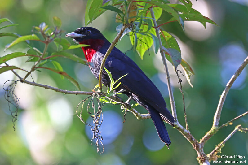 Purple-throated Fruitcrow male adult