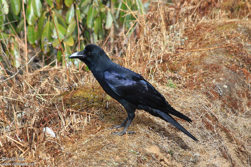 Large-billed Crowadult, identification