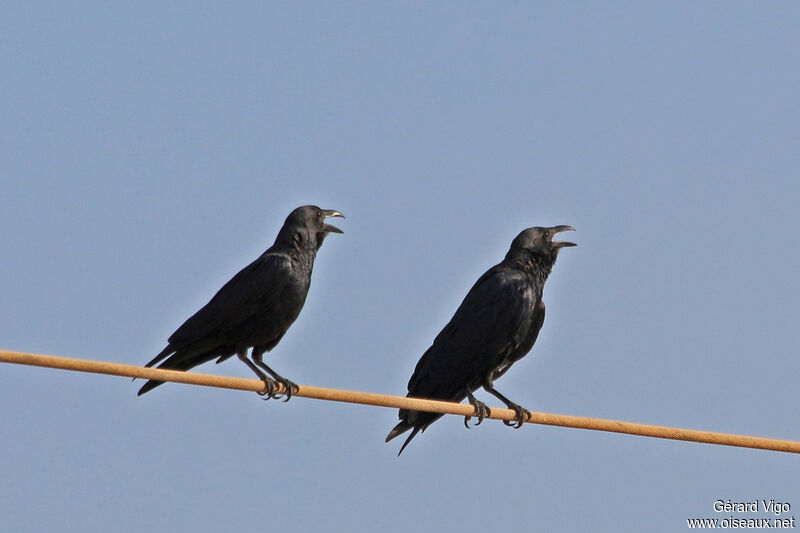 Fan-tailed Ravenadult