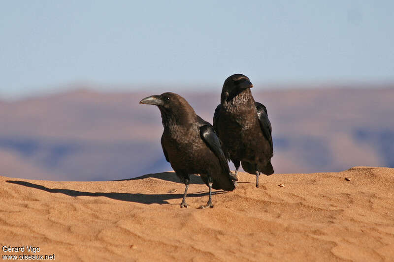 Brown-necked Ravenadult, habitat, pigmentation