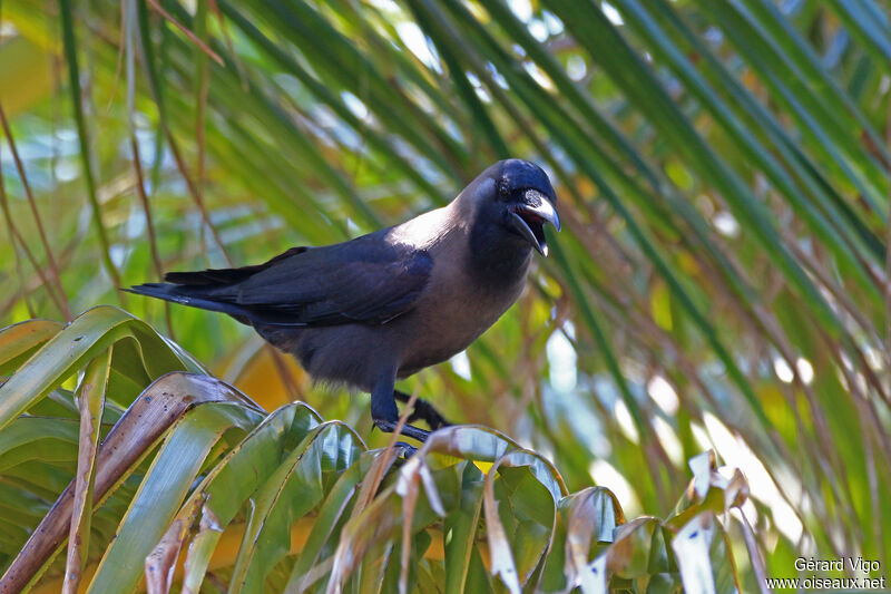 Corbeau familieradulte