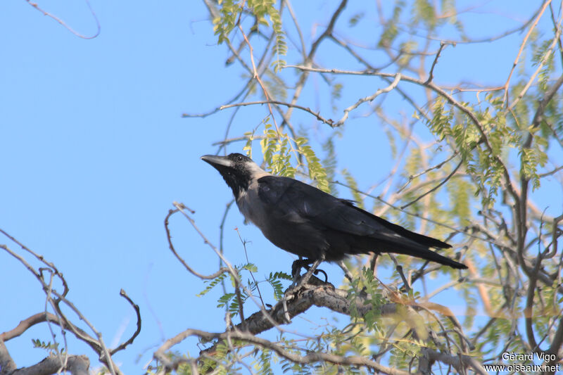 Corbeau familieradulte