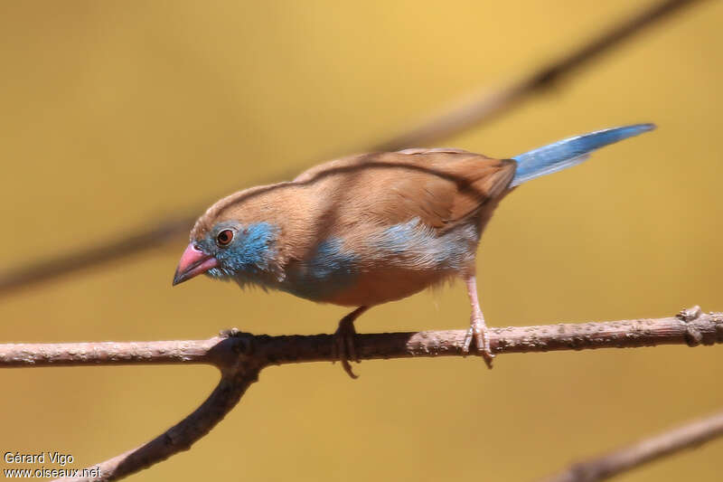 Cordonbleu à joues rouges femelle adulte