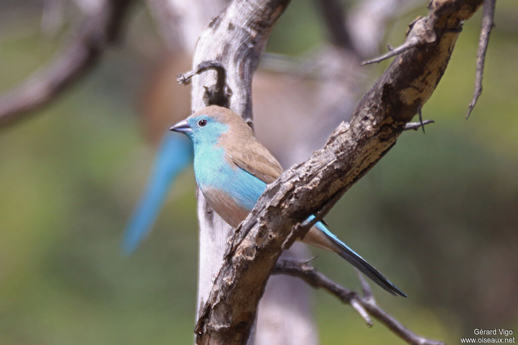 Cordonbleu de l'Angola - Cordonbleu d'Angola<br />adulte