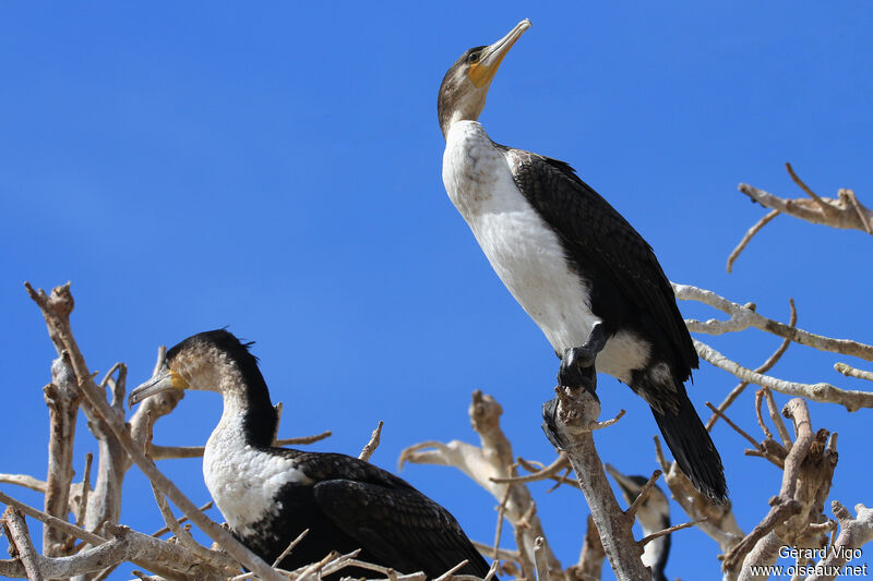 Cormoran à poitrine blanche