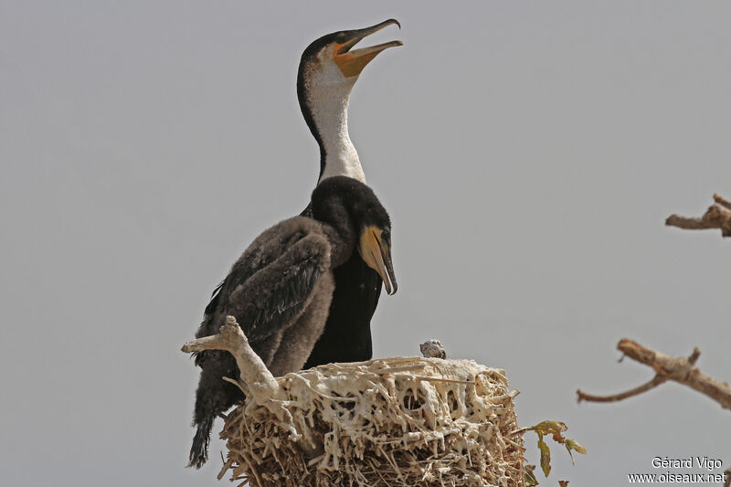 Cormoran à poitrine blanche, Nidification