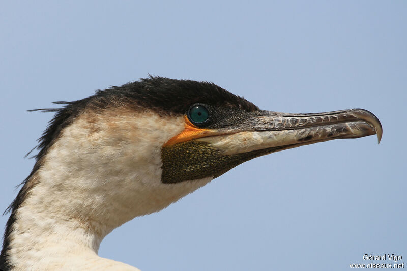 Cormoran à poitrine blancheadulte, portrait