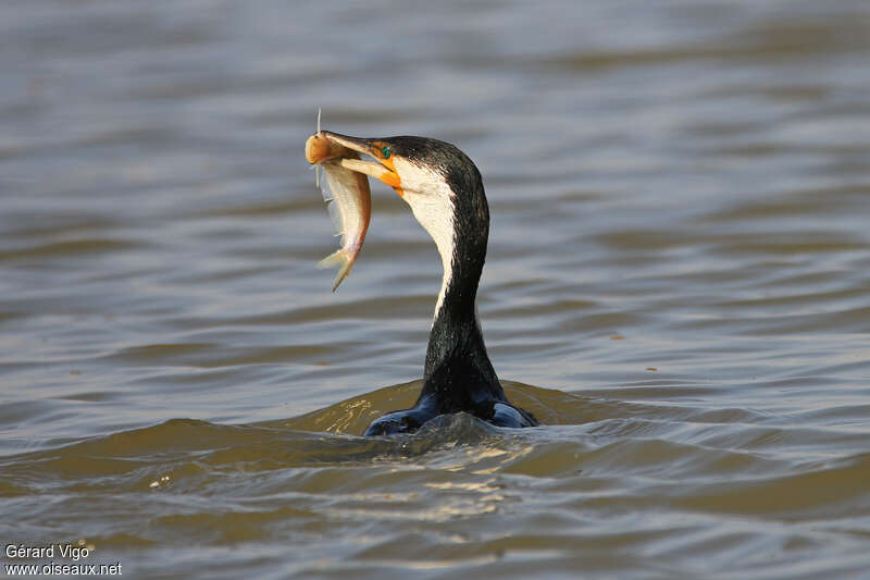 Cormoran à poitrine blancheadulte, régime, pêche/chasse