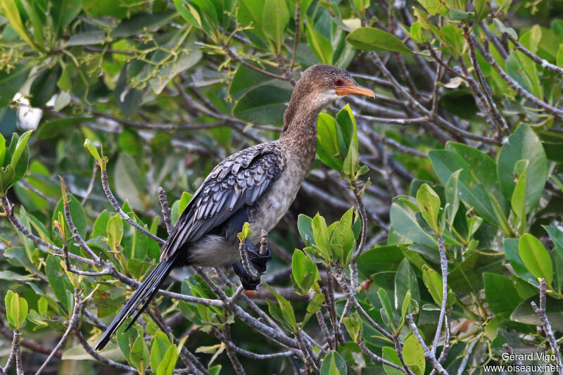 Cormoran africainadulte