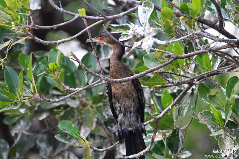 Reed Cormorantadult