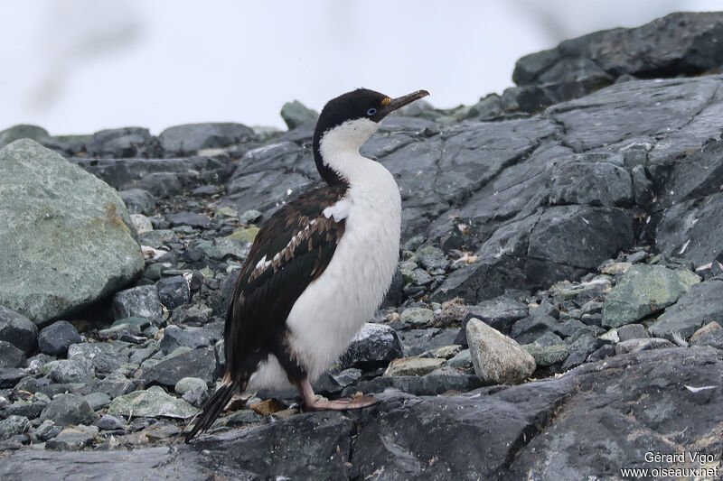 Cormoran antarctiqueadulte