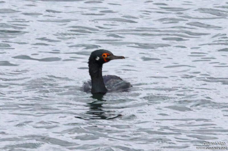 Cormoran de Magellanadulte, nage