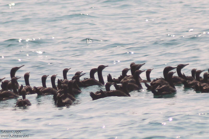 Socotra Cormorant, Behaviour