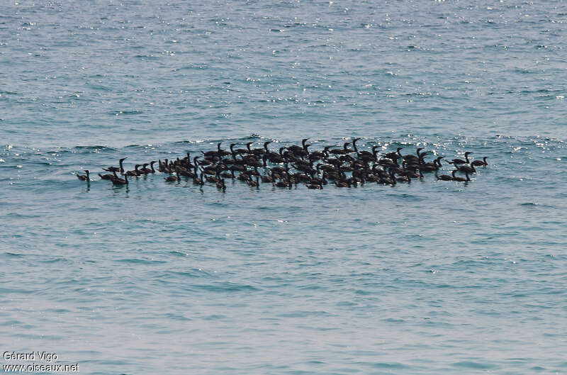 Socotra Cormorant, Behaviour