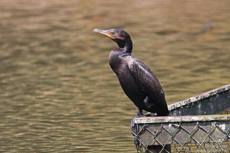 Cormoran viguaadulte