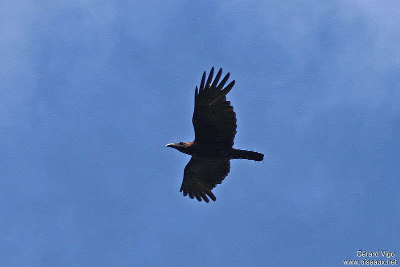 Brown-headed Crowadult, Flight