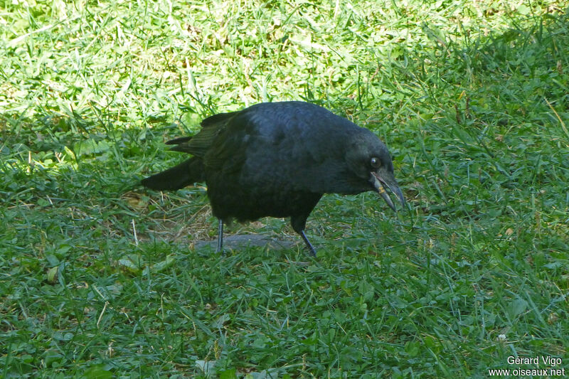 American Crowadult