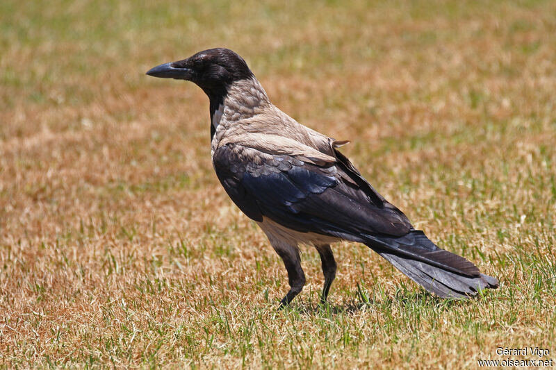 Hooded Crowadult