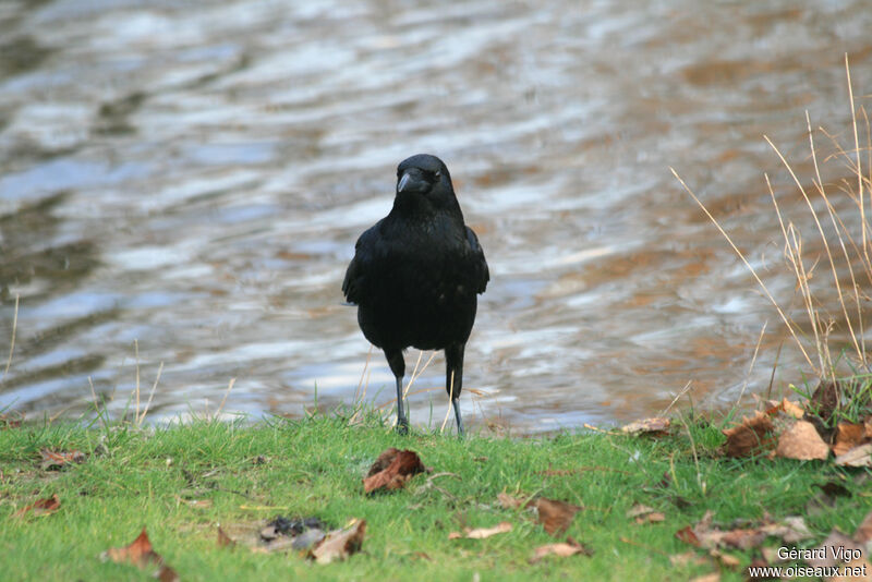 Carrion Crowadult