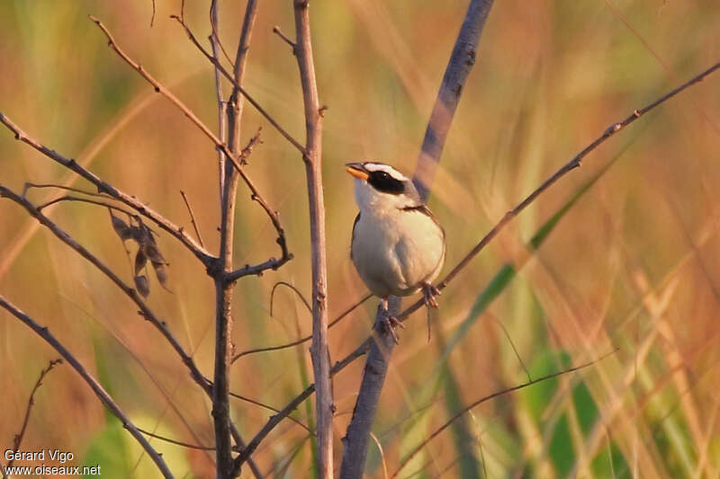 Coryphaspize à joues noiresadulte