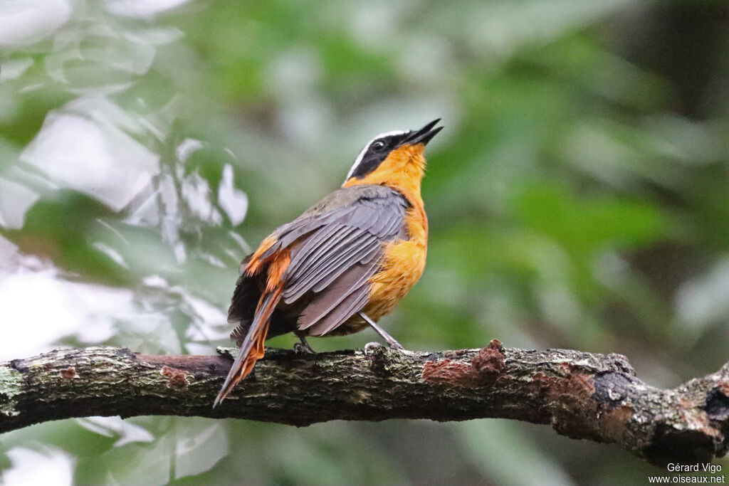 Cossyphe de Heuglinadulte