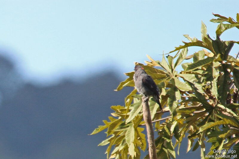 Cotinga à huppe rougeadulte