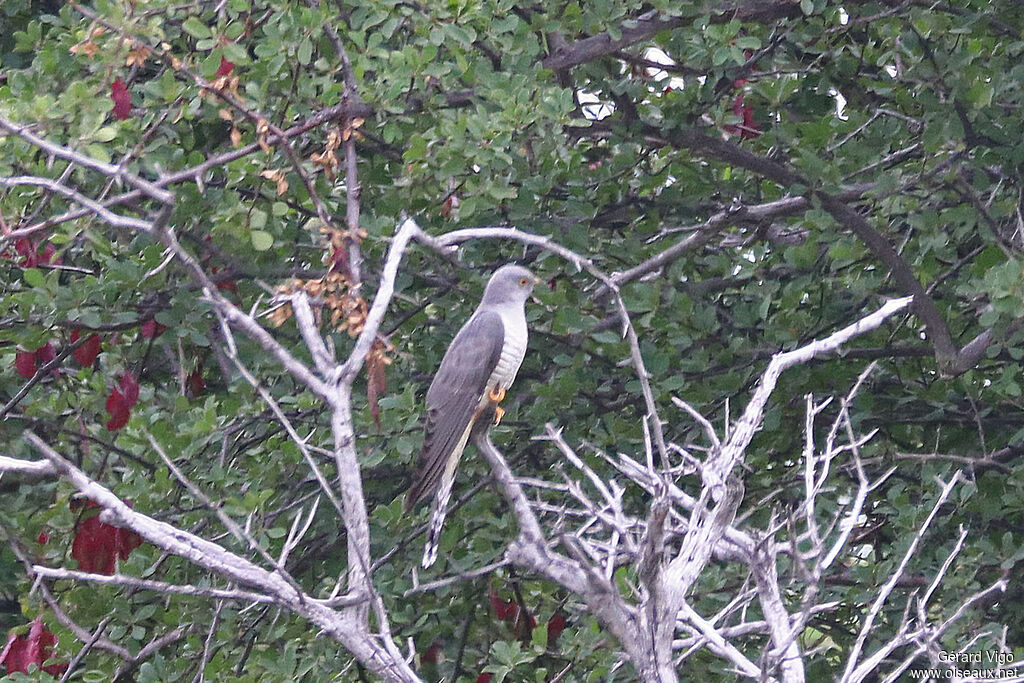 African Cuckoo