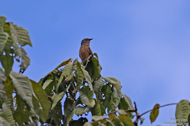 Brush Cuckooadult