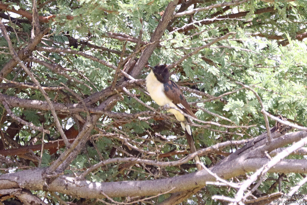 Coucou jacobinadulte