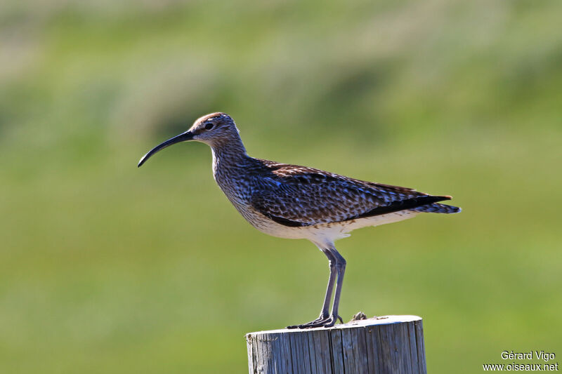 Eurasian Whimbreladult