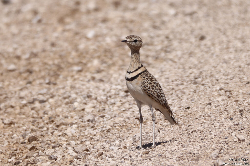 Courvite à double collier