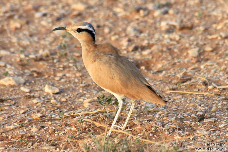 Cream-colored Courseradult