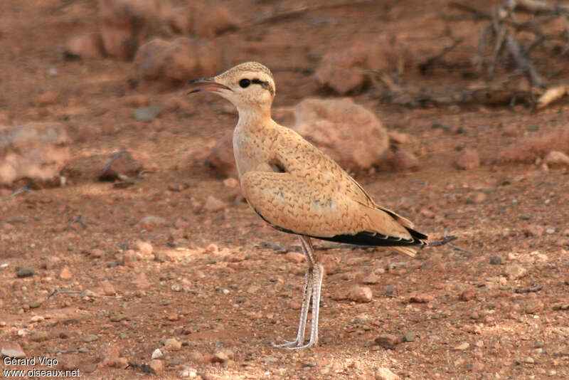 Courvite isabellejuvénile, identification