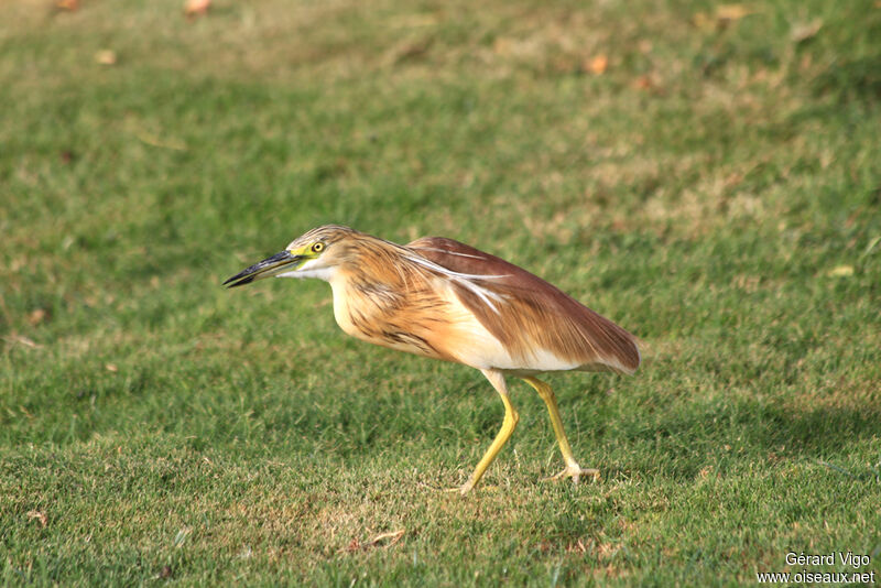 Squacco Heronadult breeding