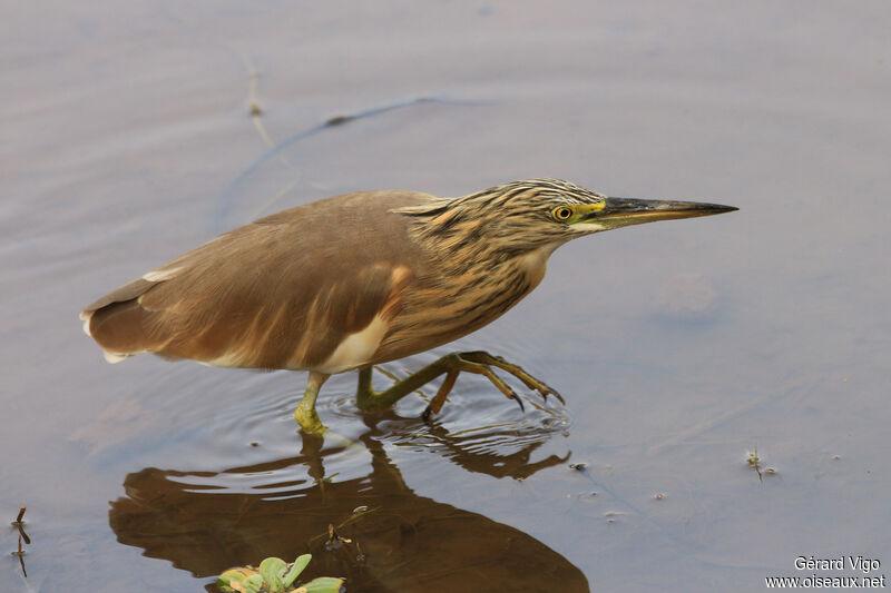 Squacco Heronadult