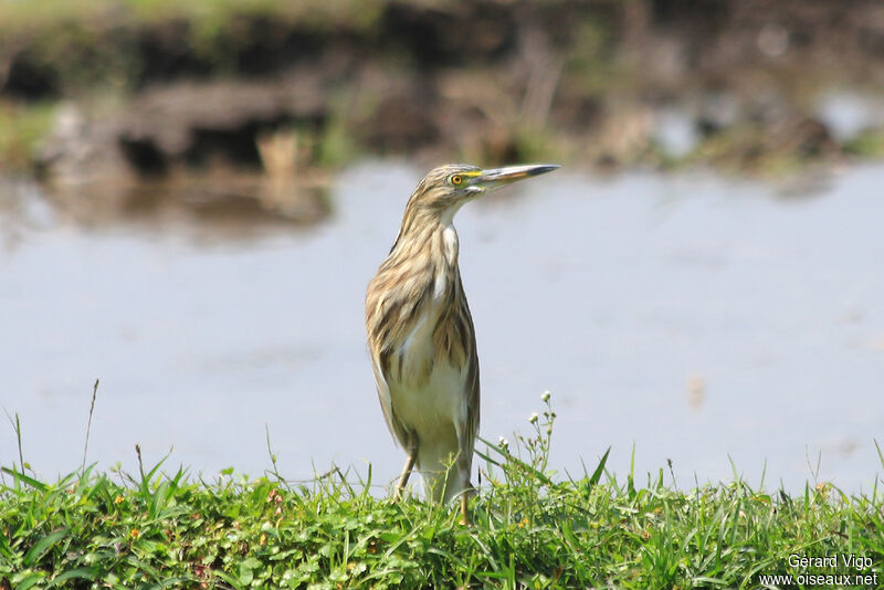 Indian Pond Heronadult