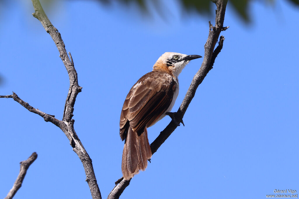 Cratérope à joues nuesadulte
