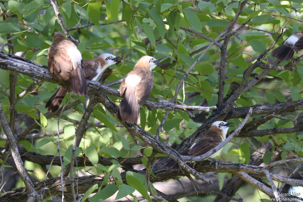 Bare-cheeked Babbler