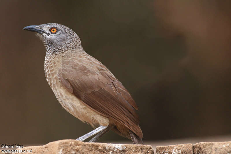 Brown Babbleradult, close-up portrait