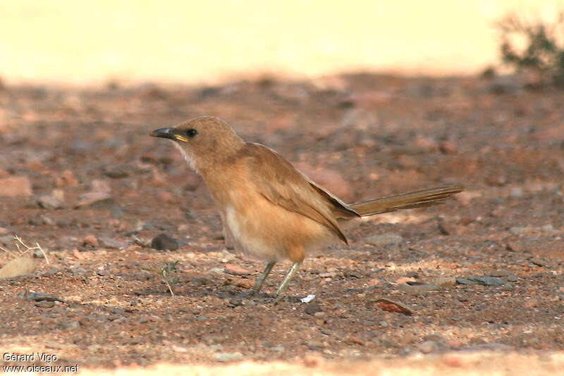 Fulvous Babbleradult, identification