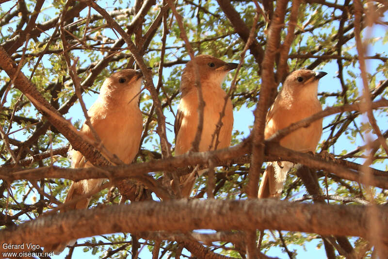 Fulvous Babblerpost breeding, habitat, Behaviour