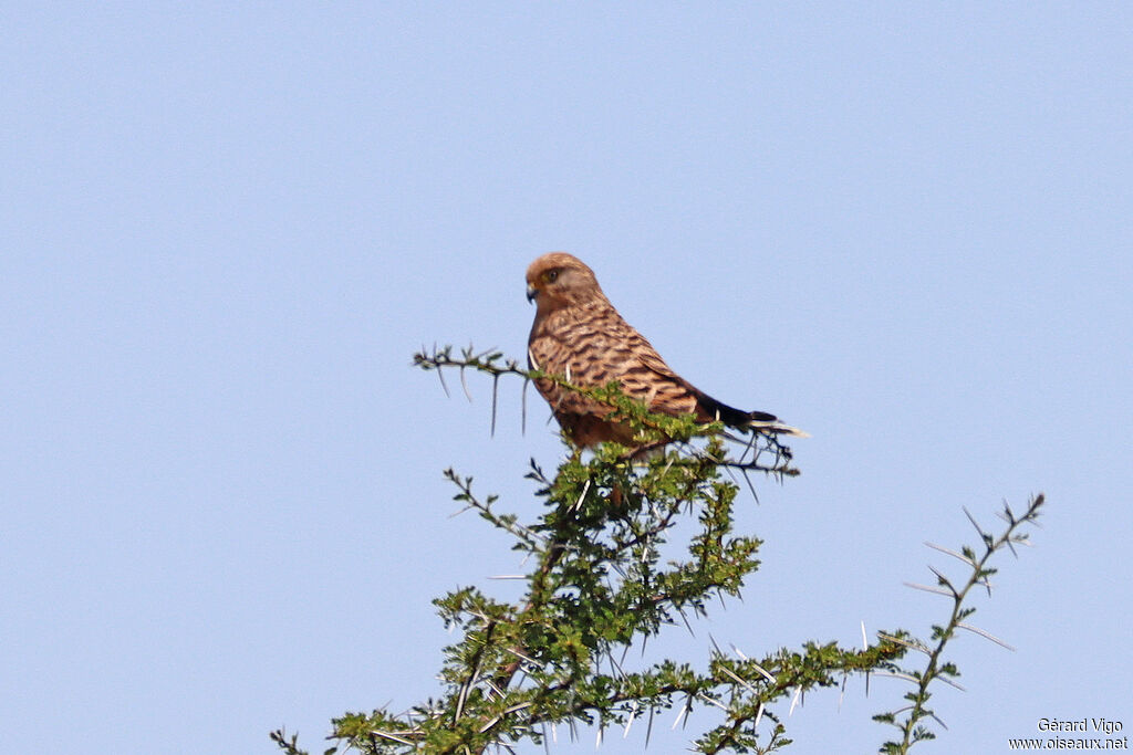 Crécerelle aux yeux blancsadulte