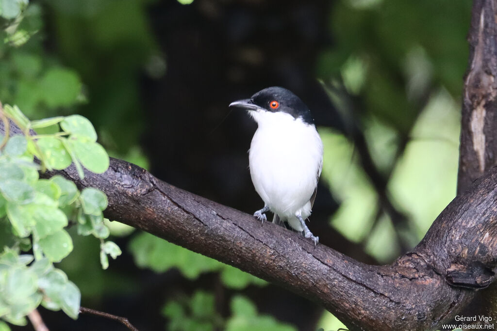 Cubla boule-de-neigeadulte