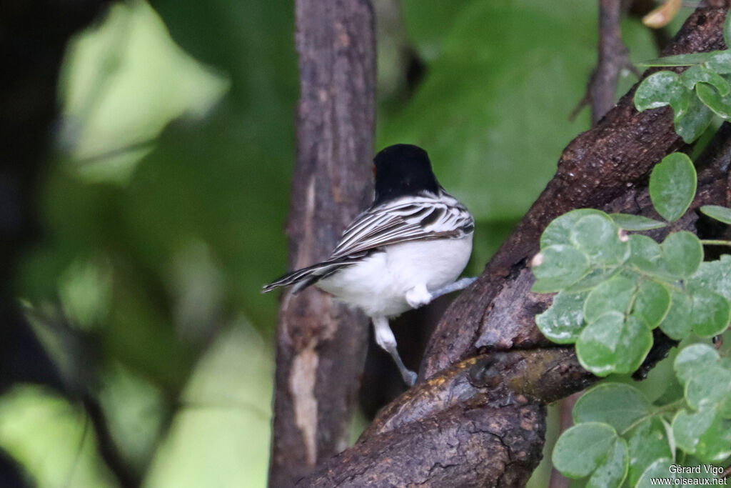 Cubla boule-de-neige