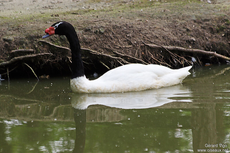 Black-necked Swanadult