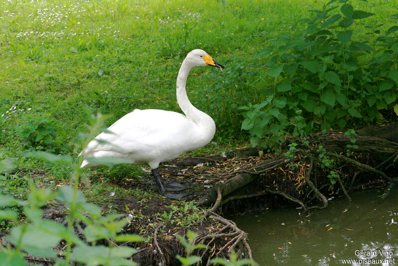 Cygne chanteuradulte