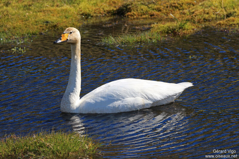 Cygne chanteuradulte nuptial